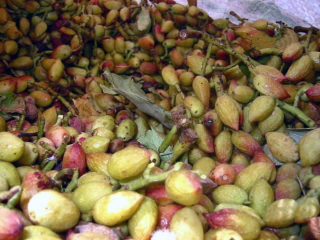 امسال حاصلات پسته در بغلان بيشتر خواهد بود