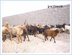 مرکز جمع آورى شير و تهيه مواد لبنى  در ميدان وردک ايجاد گرديد