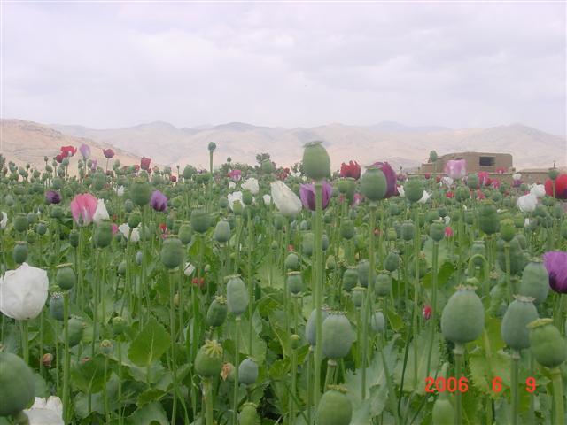 IEA leadership ban poppy cultivation country-wide