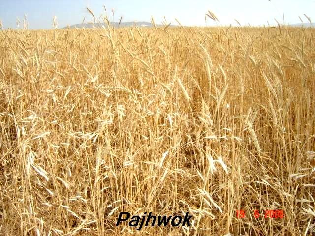 Takhar records bumper wheat crop this season