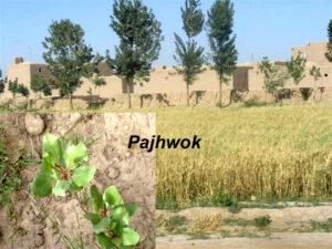 Drought affects Samangan livestock farmers
