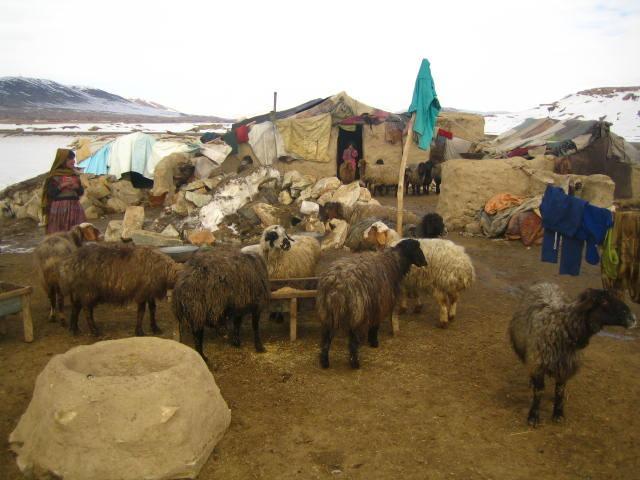 6 shepherds, 1,500 sheep perish in snowstorms