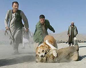 د غزني په ولسوالیو کې لا هم سپي جنګول کېږي