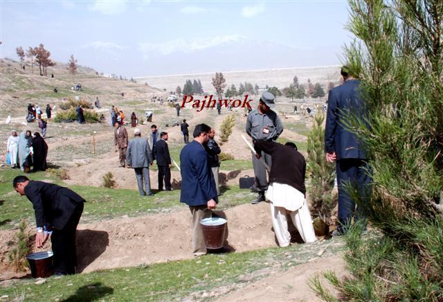 ۵۰۰هزارنهال درسمنگان غرس می گردد