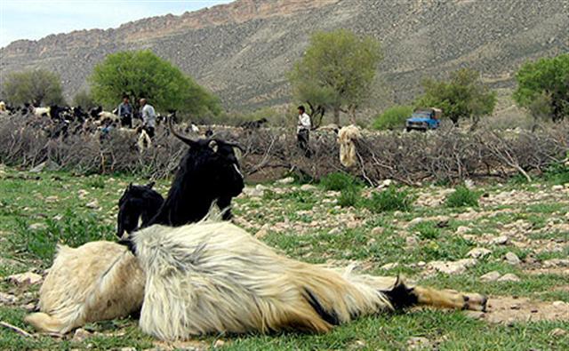 Hundreds of animals die in Badakhshan