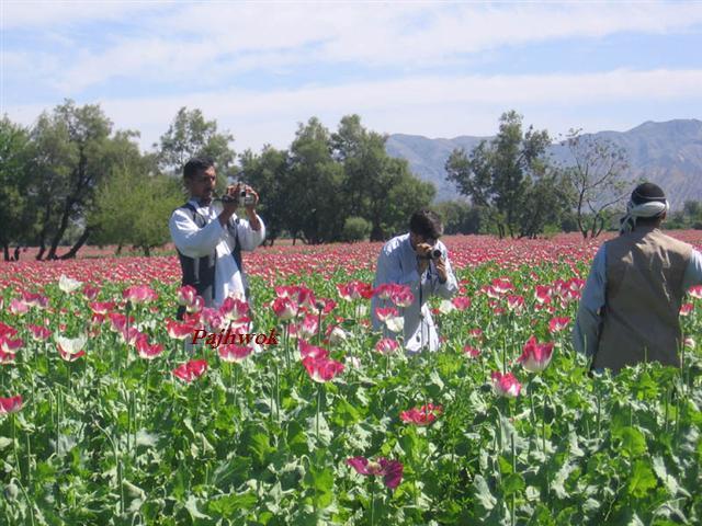 2nd crop of poppy cultivation underway in Helmand