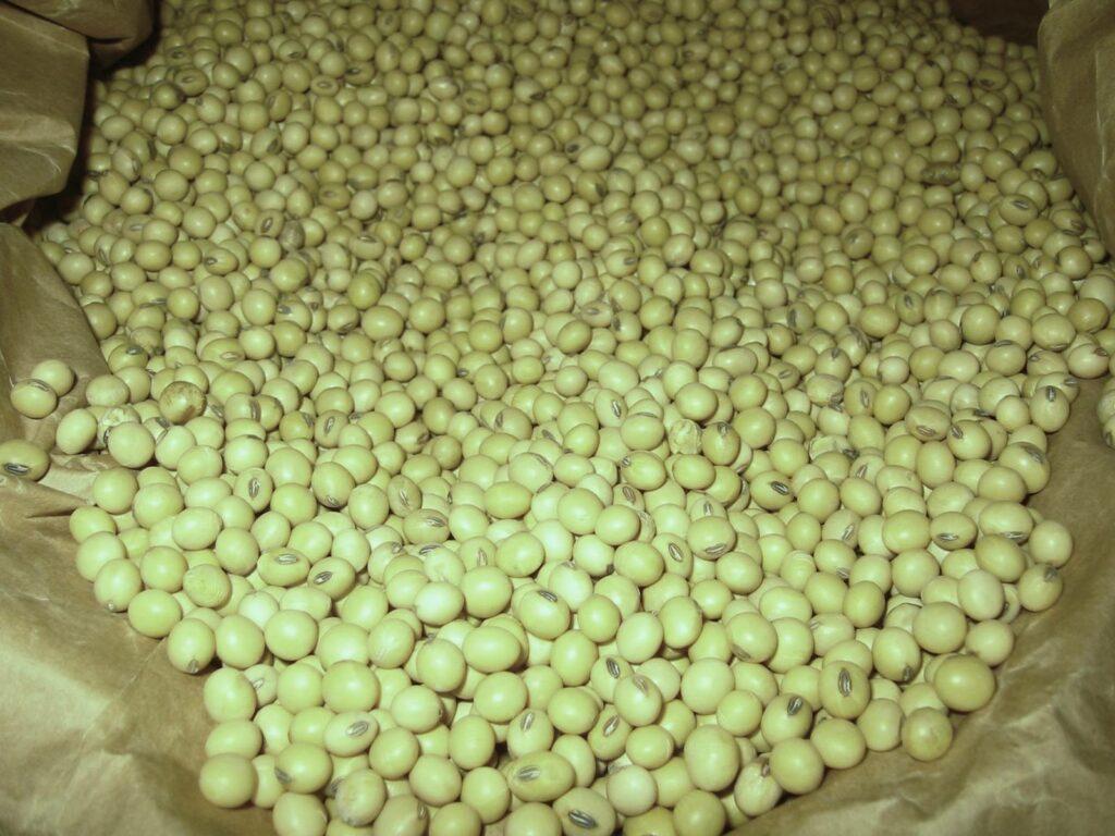 Kunduz farmers get soybean seeds