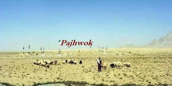 Nimroz farmers in despair as drought kills livestock