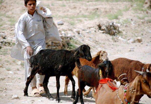 Photo: KABUL, July 06