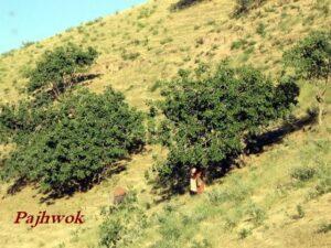 Thousands storm pistachio jungles in Samangan