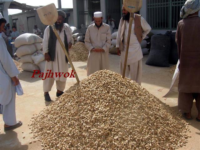 Samangan almond yield shoots up, but prices decline