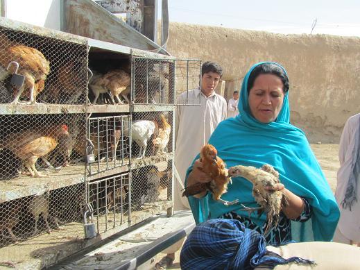 ٣٠ هزار قطعه مرغ به زنان بى بضاعت توزيع شد