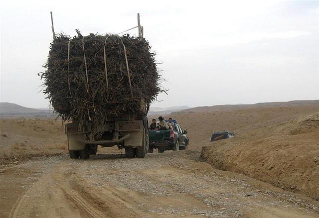 Badghis pistachio jungle in thick of deforestation