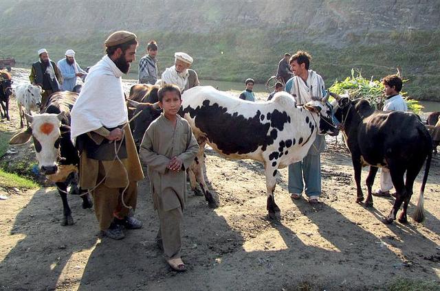 Afghanistan imports 68pc of dairy products