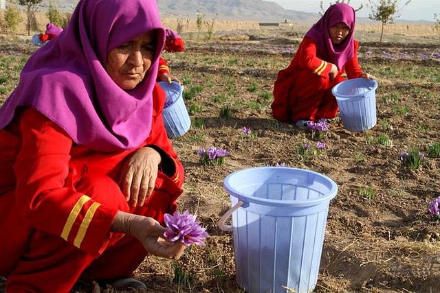 Paktika farmers seek training, saffron seeds