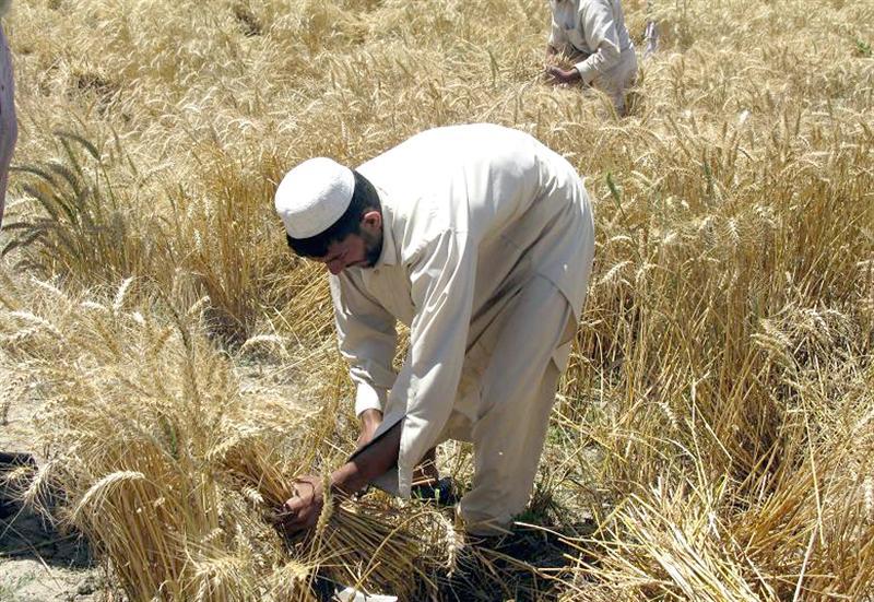 Paktika wheat production drops by half