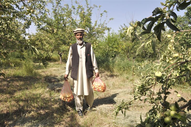 Logar orchard owners looking for buyers