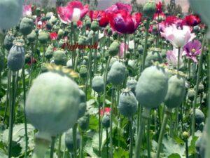 Afghan drugs more dangerous than terrorism: UNODC