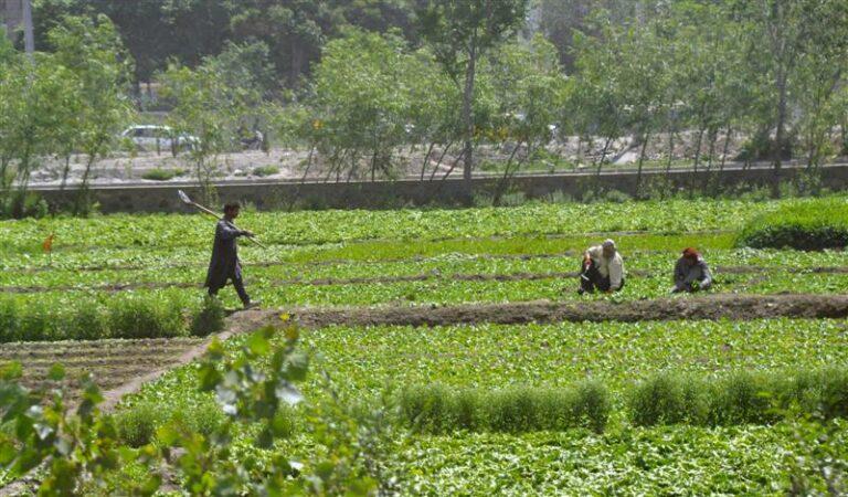 Faryab farmers call for government support