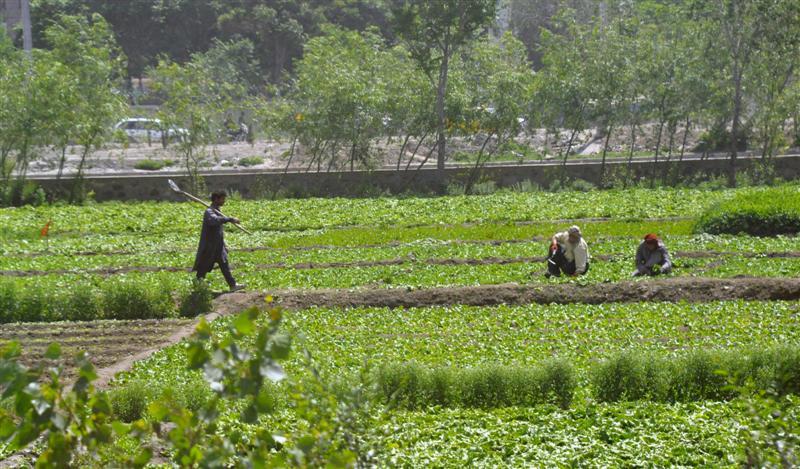 Faryab farmers call for government support