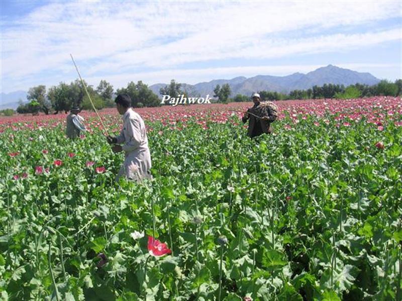 16 poppy workers shot dead in Helmand