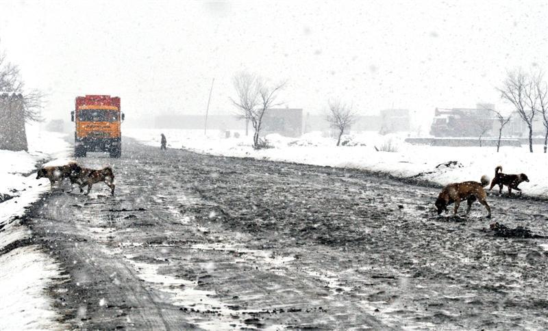 ده ها سگ ولگرد در فیض آباد از بین برده شد