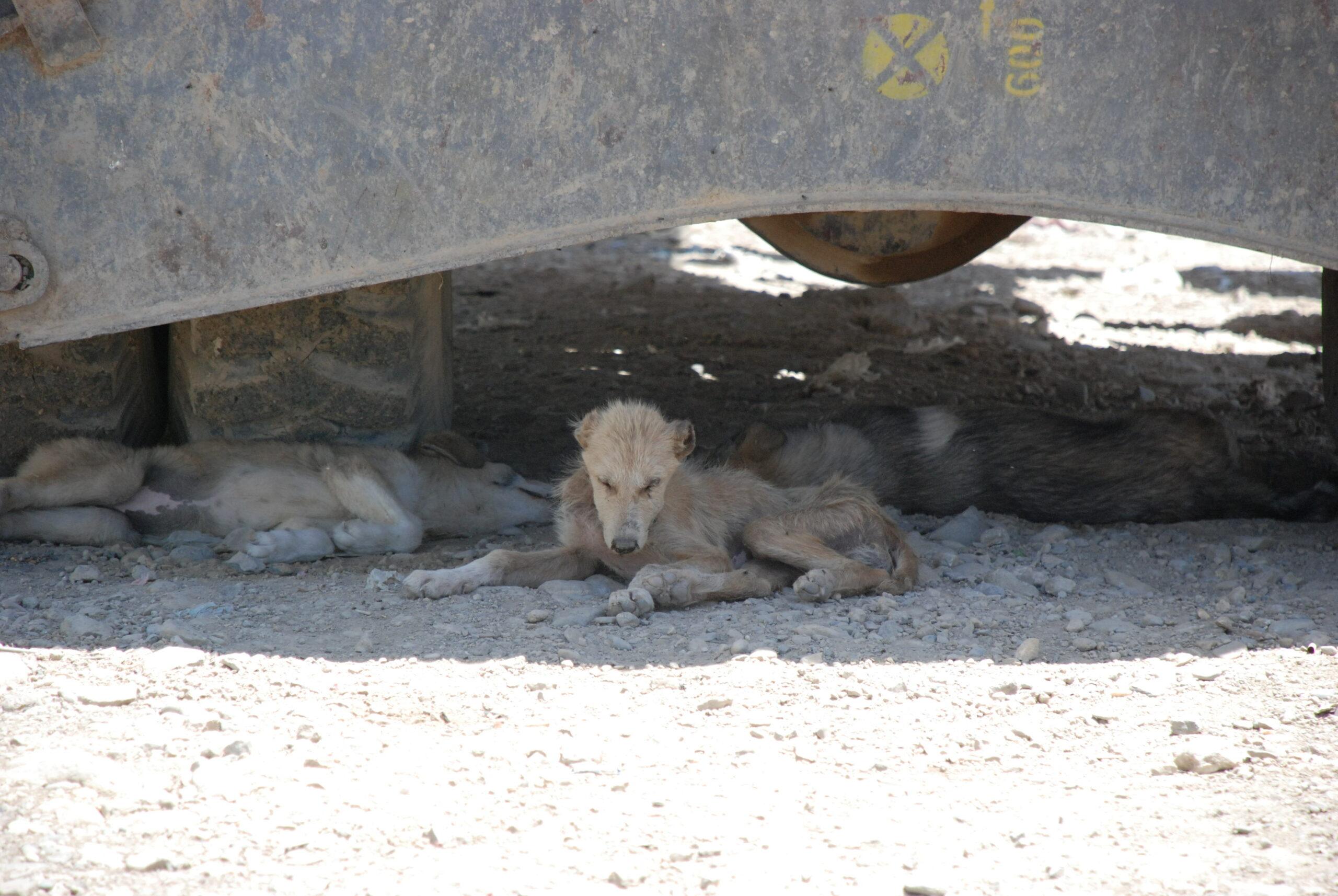 Kabul residents complain about stray dogs