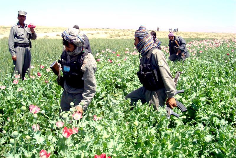 Poppy crops eradicated in Kandahar