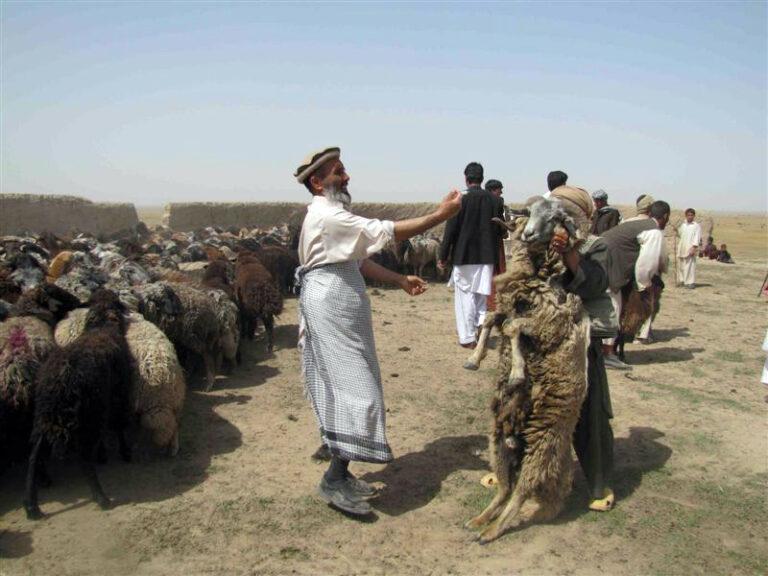 د پکتيکا مالداران د حيواني کلينيکونو د نه شتون له امله له ستونزو سره مخ دي