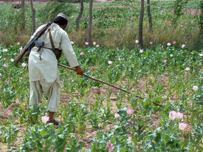 Anti-poppy campaign concludes in Nangarhar