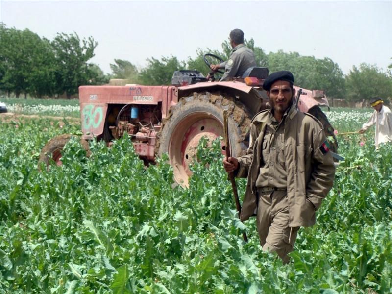 17 police killed in Helmand counternarcotics drive