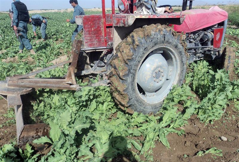 232 acres of poppies eradicated in Kandahar