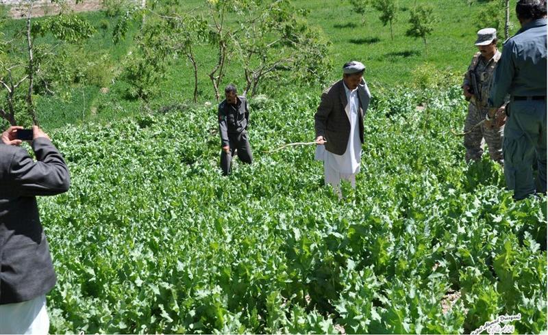 Poppy on 300 hectares of Badakhshan land eradicated