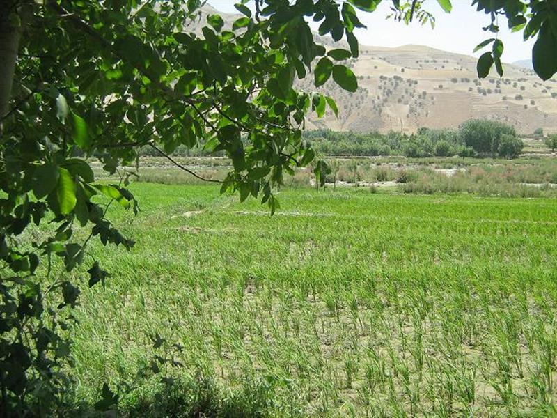 Badghis pistachio forests being revived