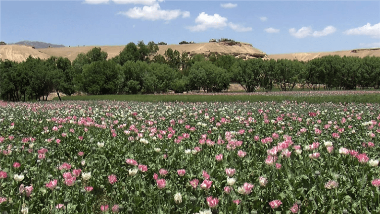 Area under poppy cultivation rises in Kandahar