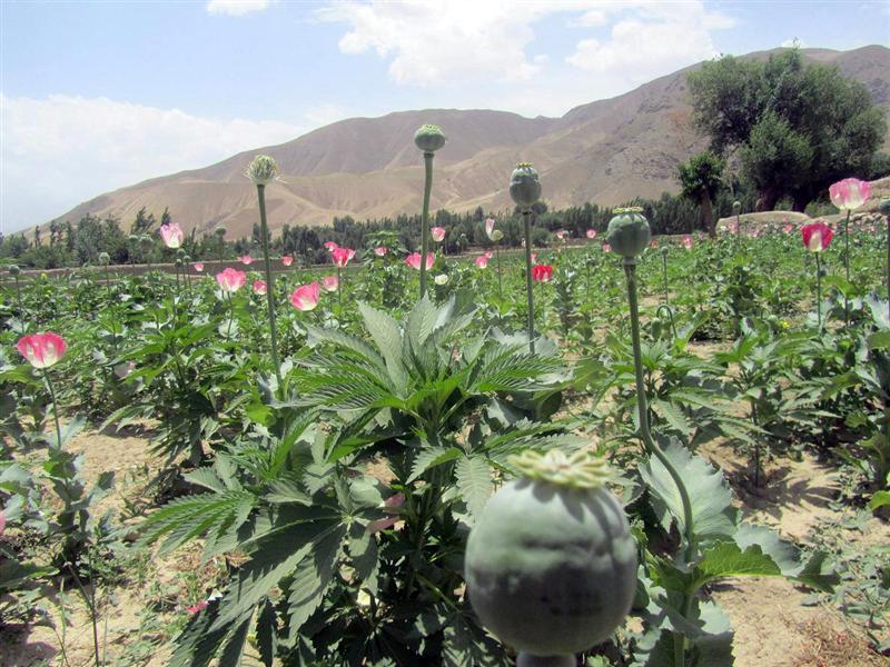 Baghlan loses poppy-free province status