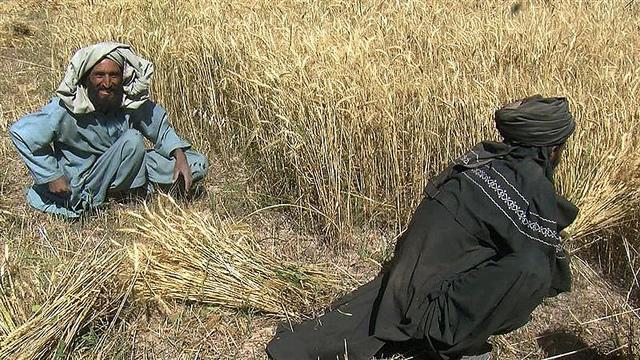 Wheat yield doubles in Badghis