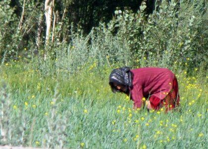 Pests cause crop damage in Bamyan