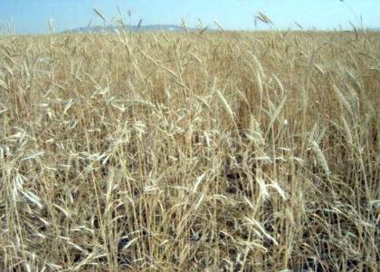 Drought affects 90 percent of Baghlan’s wheat crops