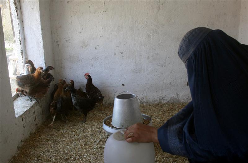 یک هزار فارم مرغداری خانگی در بامیان ایجاد می شود