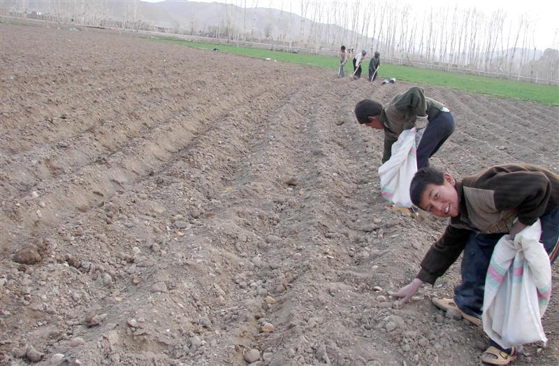 مسوولان زراعت باميان کمک با دهاقين را در باميان اندک خواندند