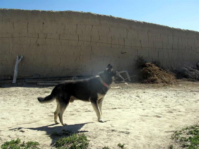 طی پنج ماه اخیر۵۰۰۰ تن را در افغانستان سگ‌های دیوانه گزیده‌است