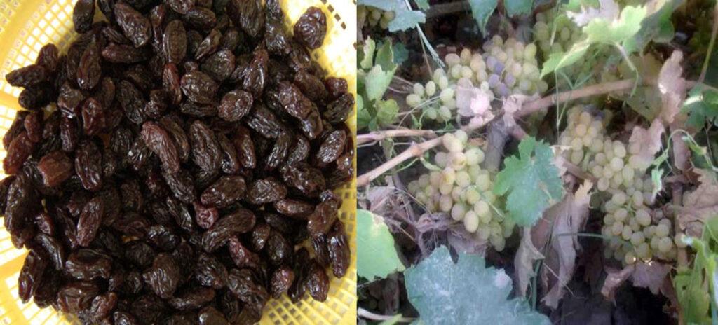 Samangan grapes yield sees huge boost