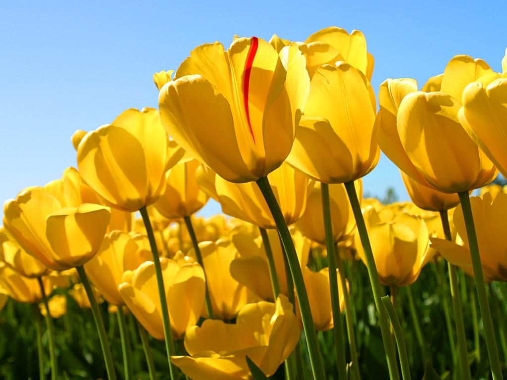 Photo: Tulips.jpg