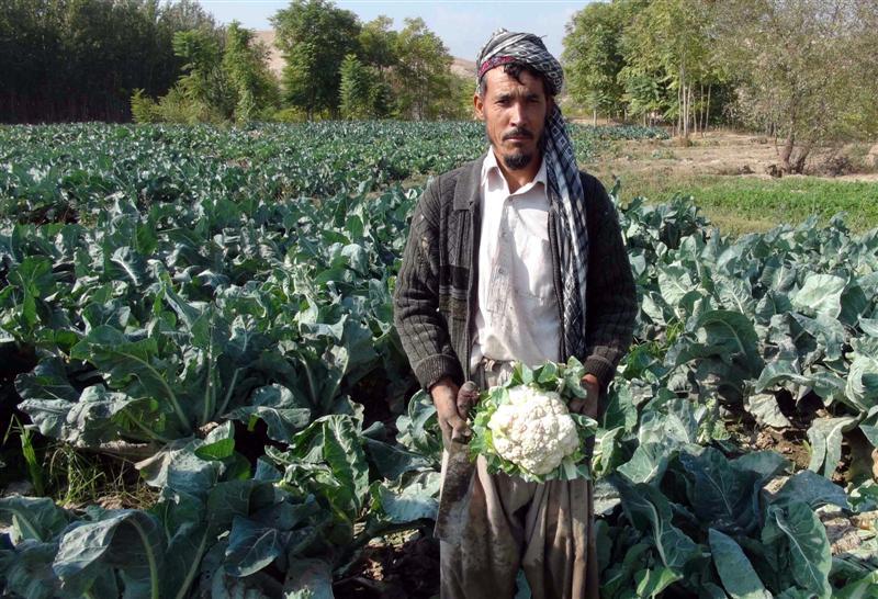 حاصلات گلپى کندز بيشتر شده است