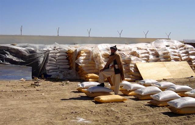 Improved seeds distributed to Zabul farmers