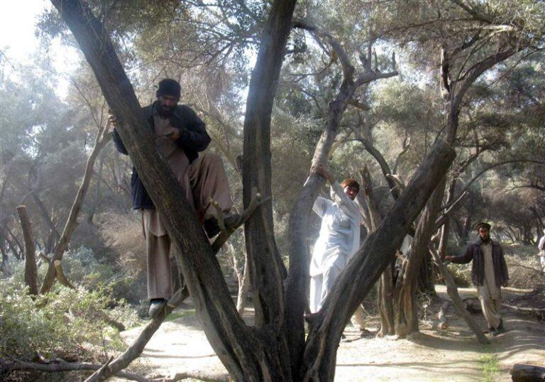 Khost forests shrink, thanks to illegal logging
