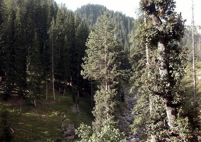 Paktia elders ban forest cutting, hunting of wild animals