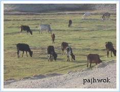 دستور توقیف صدها غاصب زمین در سمنگان صادر شد