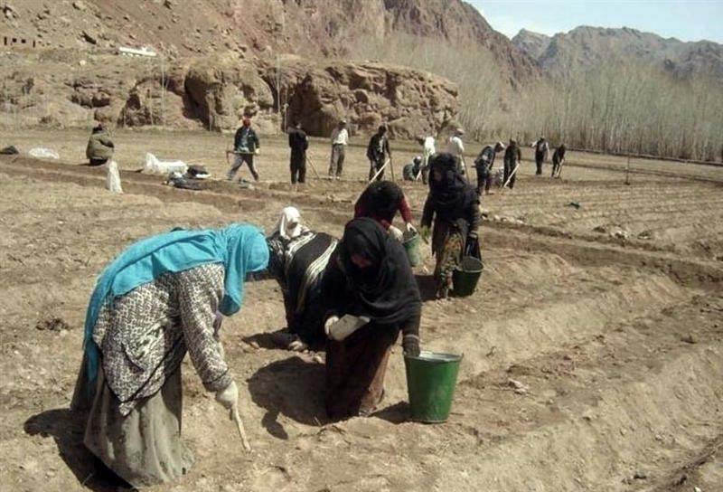 دهاقين باميان نسبت به زراعت سال آيندۀ شان نگران اند